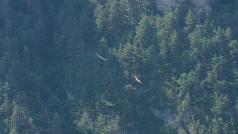 Zwei-Greifvögel,-Gänsegeier,-Fliegen-über-Die-Gorges-Du-Tarn,-Frankreich